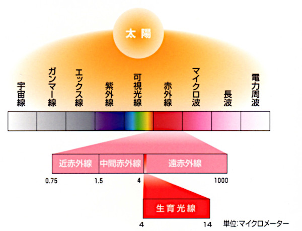 ■生育光線　図2