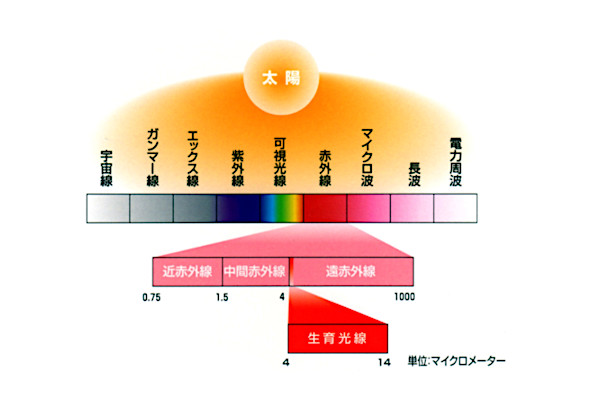 ■生育光線